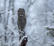 GreatGrayOwl813
